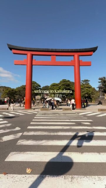 鎌倉の鶴岡八幡宮です。Tsurugaoka Hachimangu is the most significant Shinto shrine in Kamakura, Kanagawa Prefecture, located about an hour south of Tokyo.Historical Significance
Founded: Originally established in 1063 by Minamoto no Yoriyoshi, the shrine was moved to its current location and expanded in 1180 by Minamoto no Yoritomo, the founder of the Kamakura Shogunate.Symbol of Power: It served as the political and spiritual center of the samurai government during the Kamakura period (1185–1333).Deities: The shrine is dedicated to Hachiman, the patron god of the samurai class and war, as well as Emperor Ojin, Empress Jingu, and Emperor Chuai.#japaneseculture #wabisabi #鎌倉