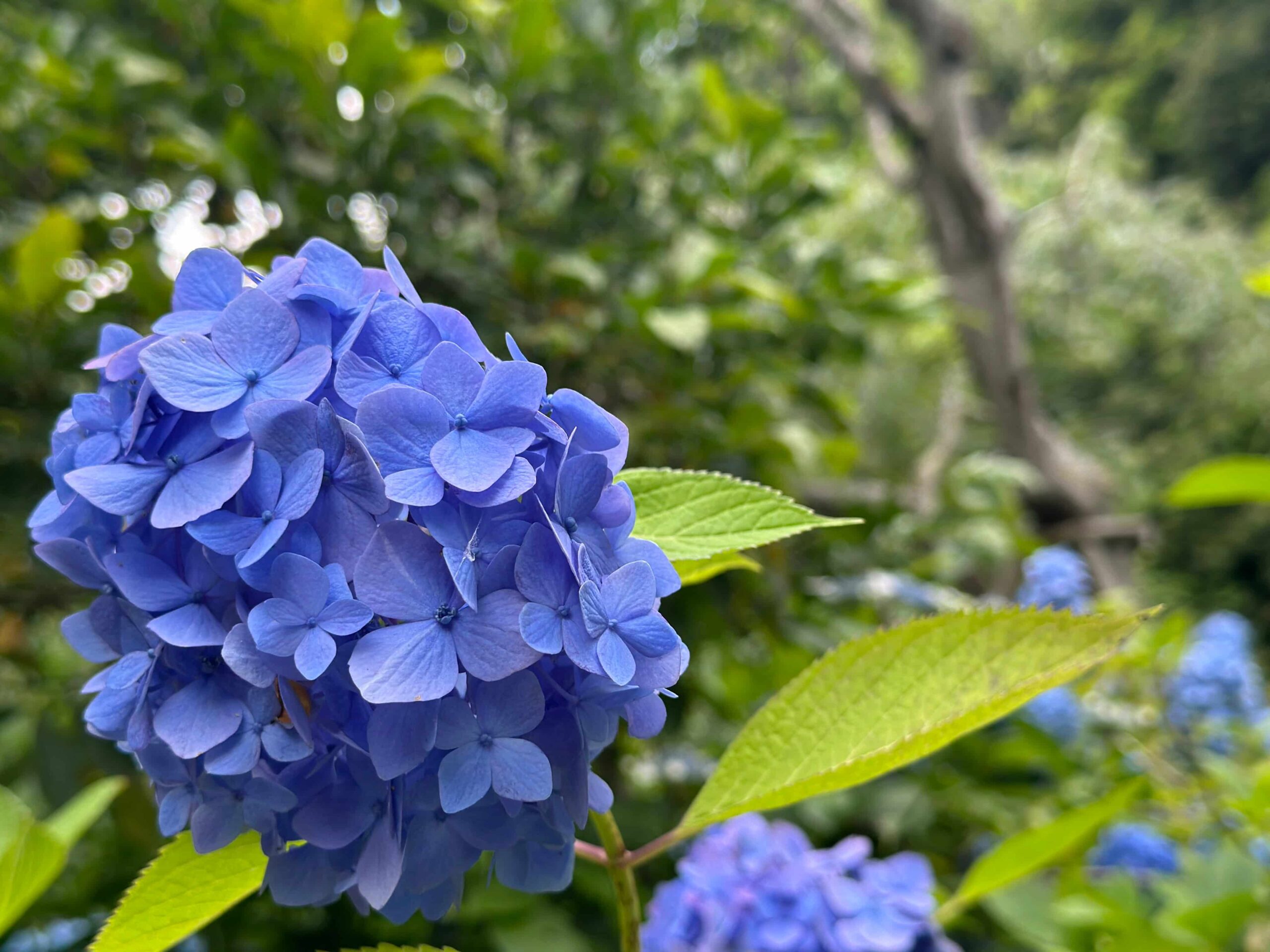 Kamakura Stroll Vol.11 – 北鎌倉散策 明月院の紫陽花 - 侘び寂び遊び